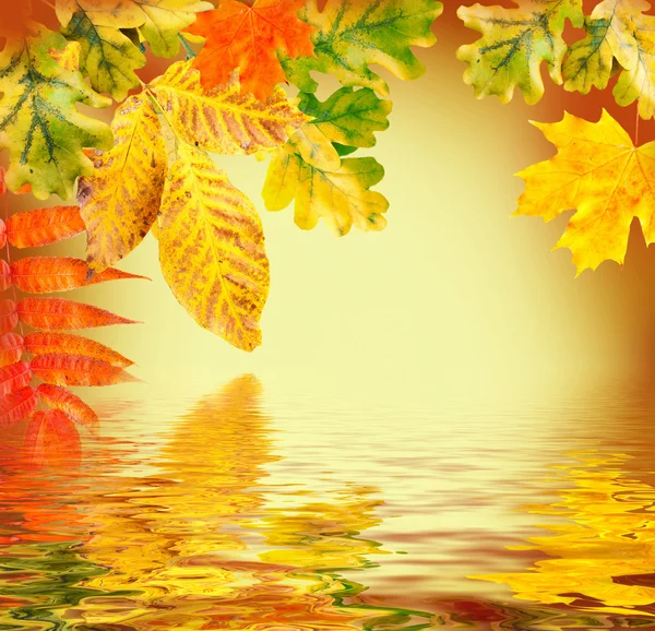 Autumn leaves — Stock Photo, Image