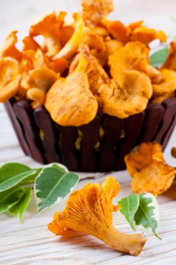 Cantharellus cibarius mantar