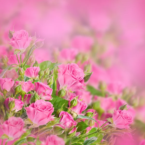 Delicate rozen — Stockfoto