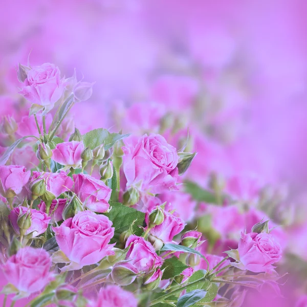 Zarte Rosen — Stockfoto