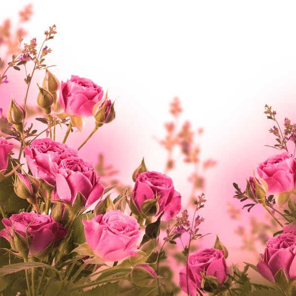 Rosas delicadas — Fotografia de Stock