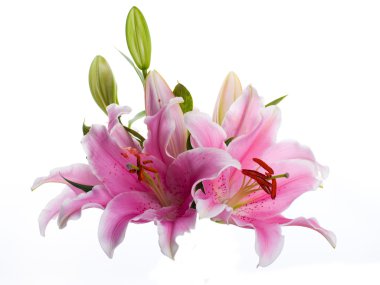 Beyaz bir arka plan üzerinde renkli nilüferler