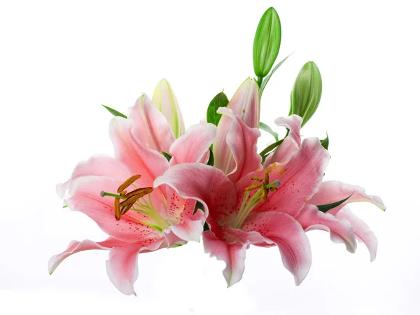 Multi-colored lilies on a white background — Stock Photo, Image