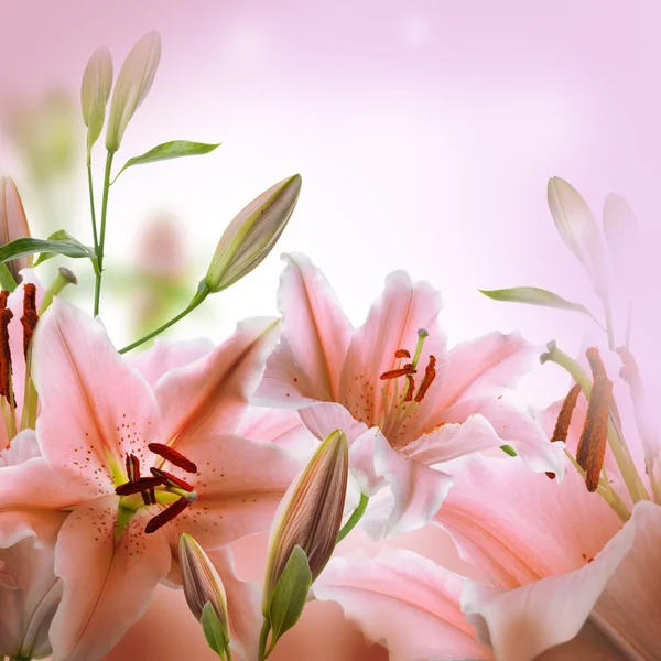 Flerfärgad liljor på en ljus bakgrund — Stockfoto