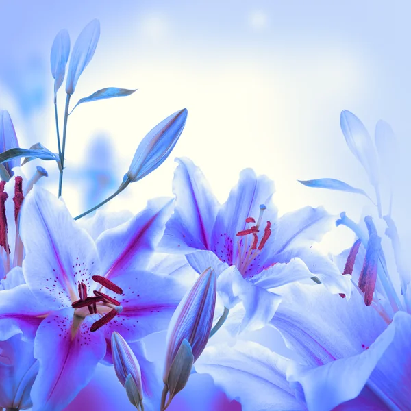 Mehrfarbige Lilien auf hellem Hintergrund — Stockfoto