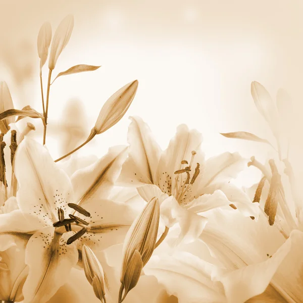 Multi-colored lilies on a light background — Stock Photo, Image