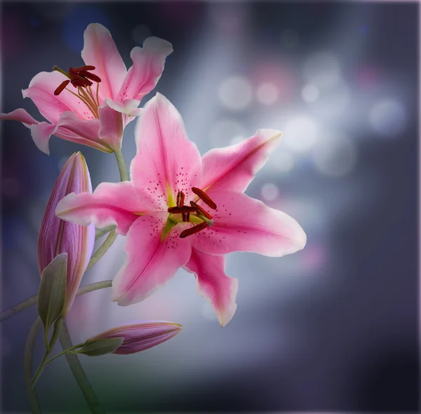 Multi-colored lilies on a dark background — Stock Photo, Image