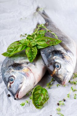 Dorado balığı bir kağıt üzerinde