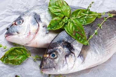 Dorado balığı bir kağıt üzerinde