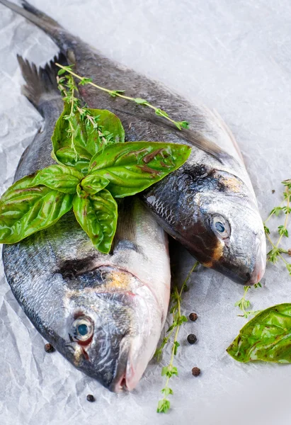 Dorado Fisch auf Papier — Stockfoto