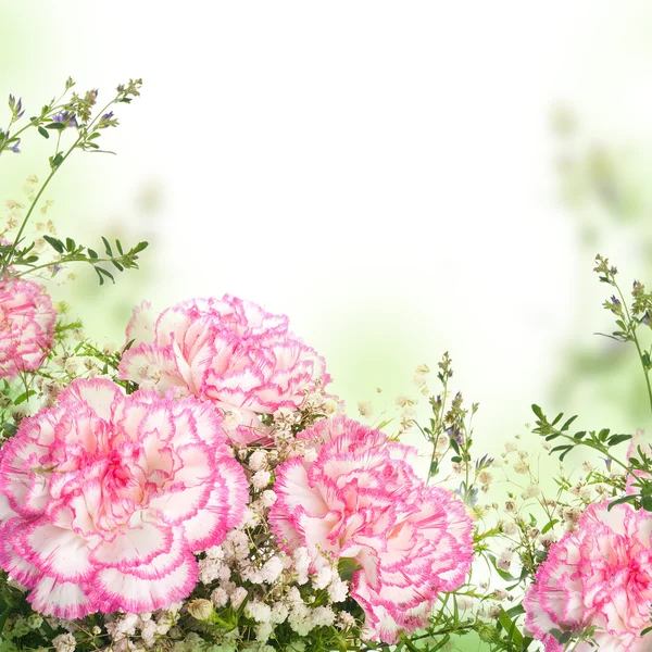 Roze kruidnagel — Stockfoto