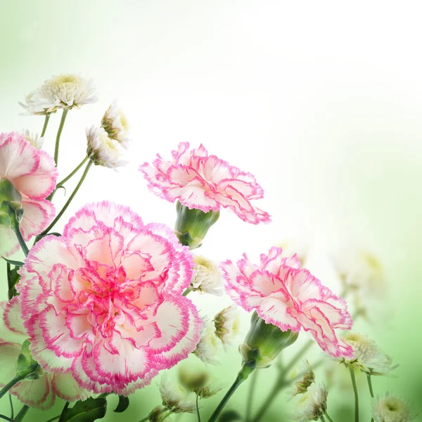 粉红色的丁香 — 图库照片