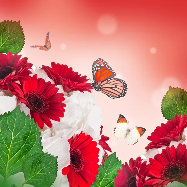 Gerbera Margeriten und Schmetterling — Stockfoto