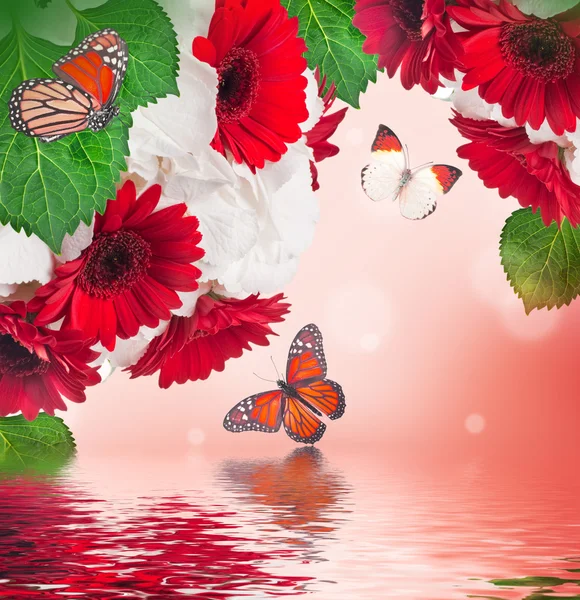 Gerbera madeliefjes en vlinder — Stockfoto