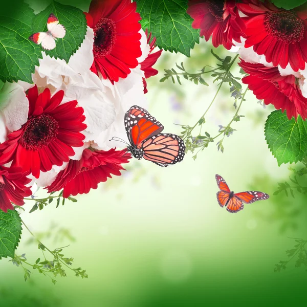 Gerbera daisies and butterfly — Stock Photo, Image