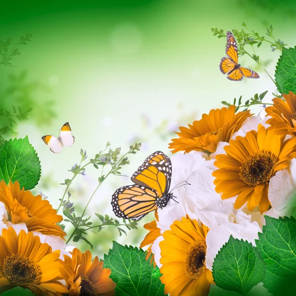 Gerbera daisies i motyl — Zdjęcie stockowe