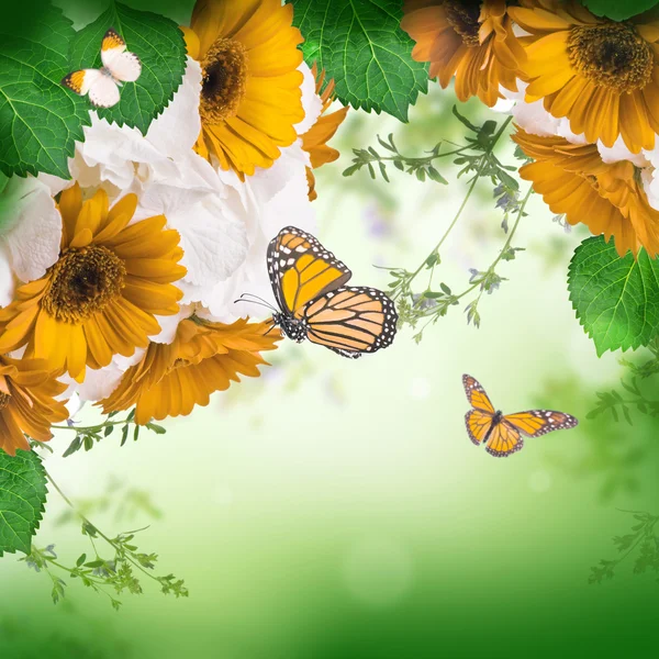 Gerbera marguerites et papillon — Photo