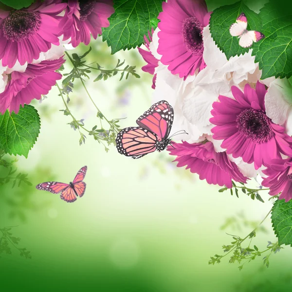 Gerbera daisies and butterfly — Stock Photo, Image