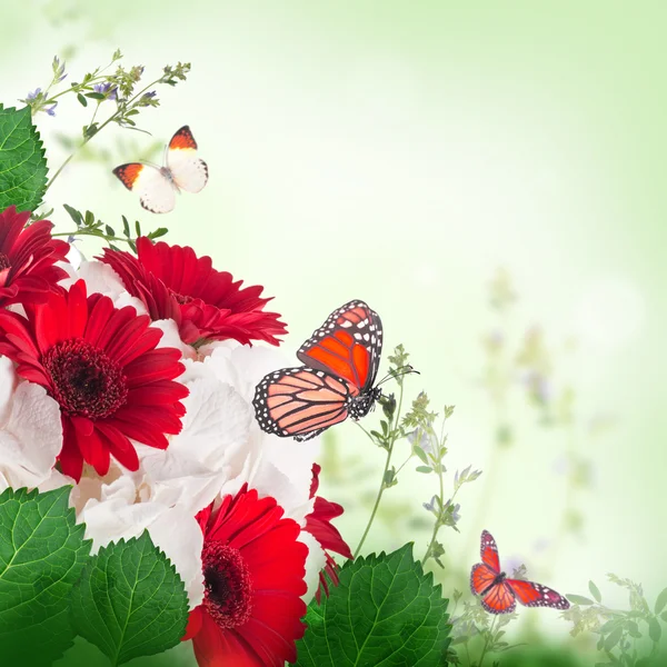 Gelbera ve kelebek — Stok fotoğraf
