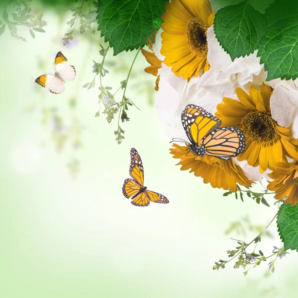 Ромашки Гербера і метелик — стокове фото