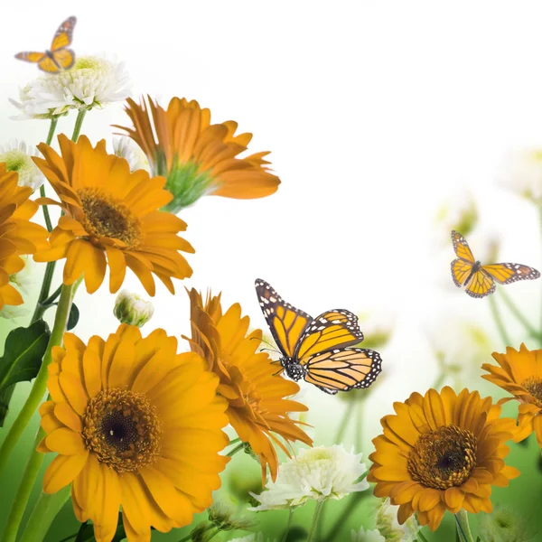 Gerbera daisies and butterfly — Stock Photo, Image