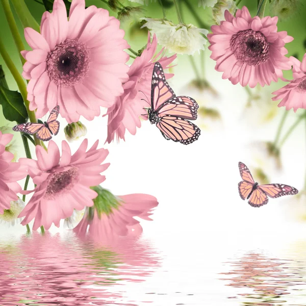 非洲菊雏菊和蝴蝶 — 图库照片