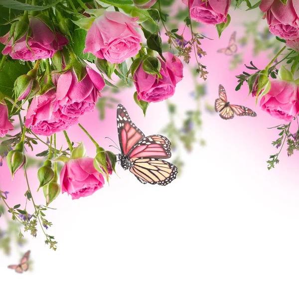 繊細なバラと蝶 — ストック写真