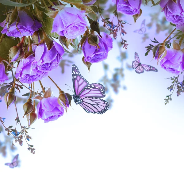 Delicate roses and butterfly — Stock Photo, Image