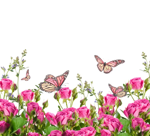Delicadas rosas y mariposas —  Fotos de Stock
