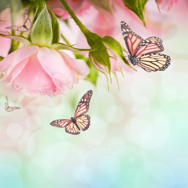 güzel güller ve kelebek, çiçek, çiçek arka plan