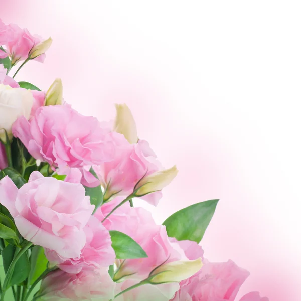 Strauß rosa Rosen, floraler Hintergrund — Stockfoto
