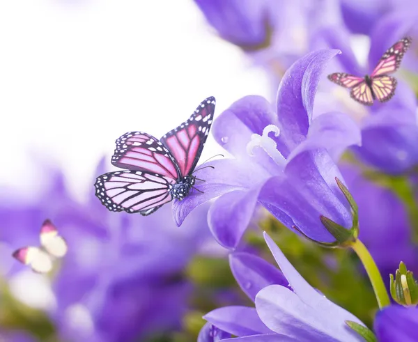 Bloemen op een witte achtergrond, donker blauw hand klokken en vlinder — Stockfoto