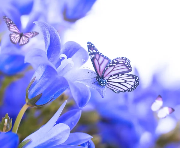 Flores sobre fondo blanco, campanas de mano azul oscuro y mariposa — Foto de Stock