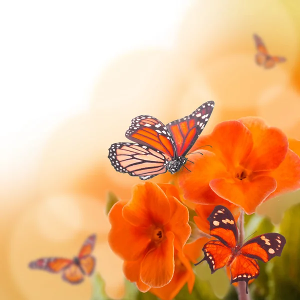 Yellow flowers and butterfly, a spring primrose — Stock Photo, Image