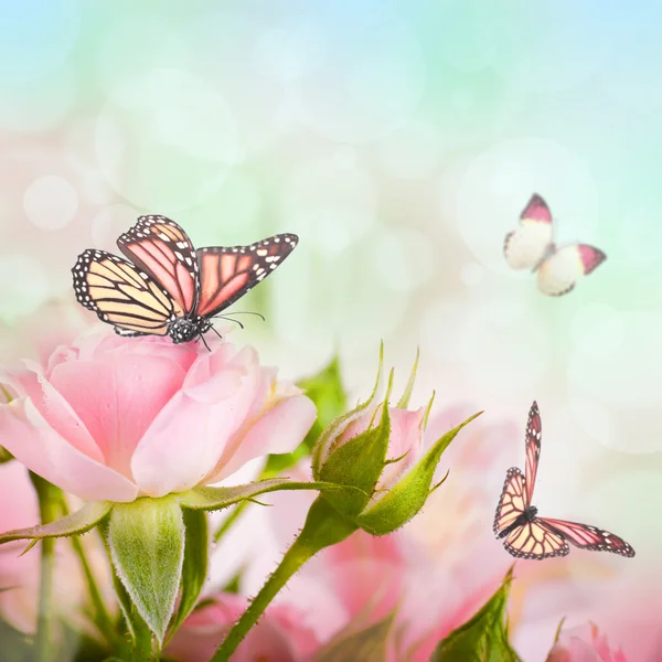 Mooie rozen en vlinder, bloem, bloemen achtergrond — Stockfoto