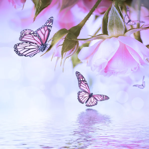 美しいバラの花と蝶、花、花の背景 — ストック写真