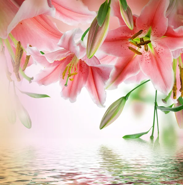 multi-gekleurde lelies op een donkere achtergrond