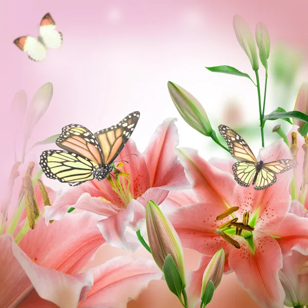 Multi-colored lilies and butterfly — Stock Photo, Image