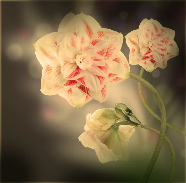 Mehrfarbige Gerbera-Gänseblümchen — Stockfoto