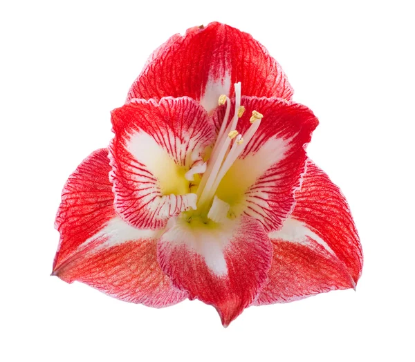 Czerwone kwiaty — Zdjęcie stockowe