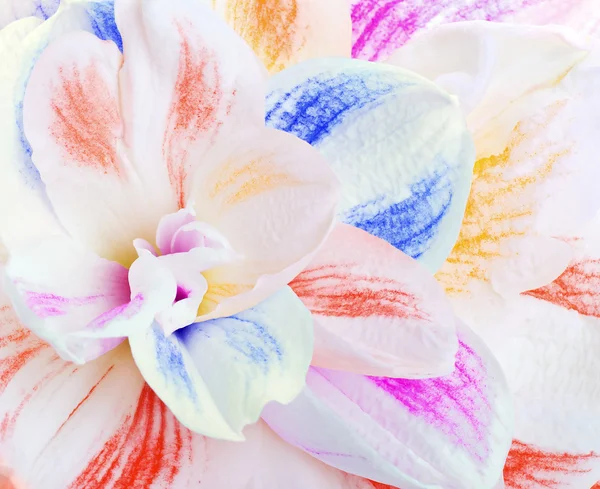 Букет герберных цветов — стоковое фото