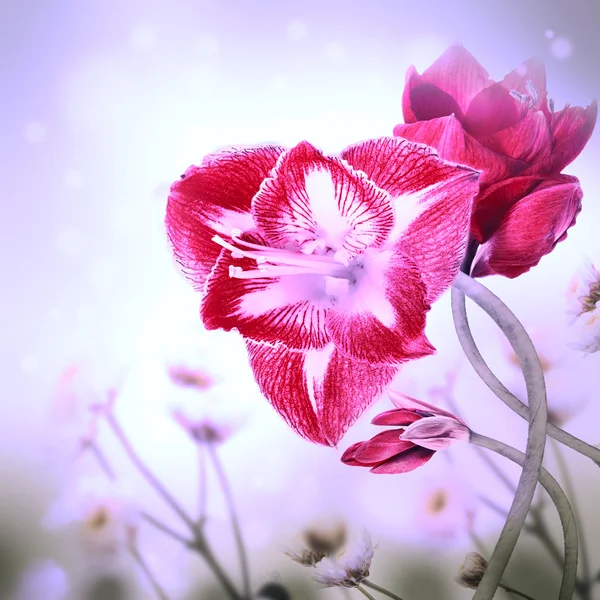 Pink flowers — Stock Photo, Image