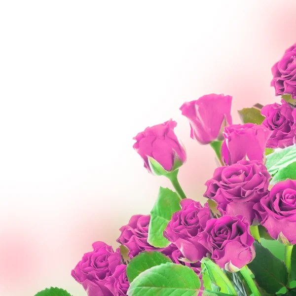 一束粉色玫瑰 — 图库照片