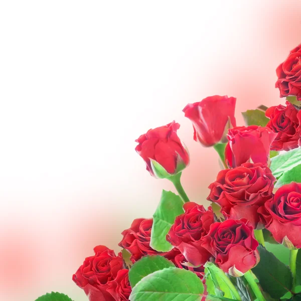En bukett röda rosor — Stockfoto