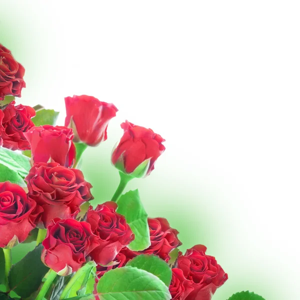 A bouquet of red roses — Stock Photo, Image