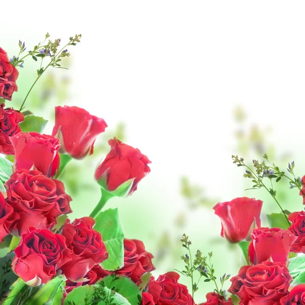 Een boeket van rode rozen — Stockfoto