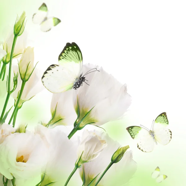 束白玫瑰和蝴蝶 — 图库照片