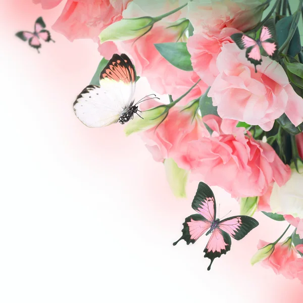 Bouquet of pink roses and butterfly — Stock Photo, Image