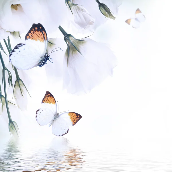 Bouquet of white roses and butterfly — Stock Photo, Image