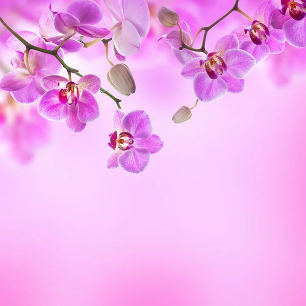 Floral background — Stock Photo, Image